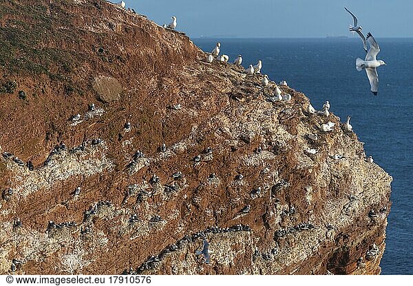 Basstölpel (Morus bassanus)  Helgoländer Kliff  Hochseeinsel Helgoland  Nordsee  Gesteinsschichten  Geologie  Schleswig-Holstein  Deutschland  Helgoland  Schleswig-Holstein  Deutschland  Europa