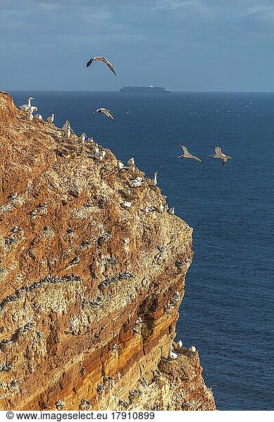 Basstölpel (Morus bassanus)  Helgoländer Kliff  Hochseeinsel Helgoland  Nordsee  Gesteinsschichten  Geologie  Schleswig-Holstein  Deutschland  Helgoland  Schleswig-Holstein  Deutschland  Europa