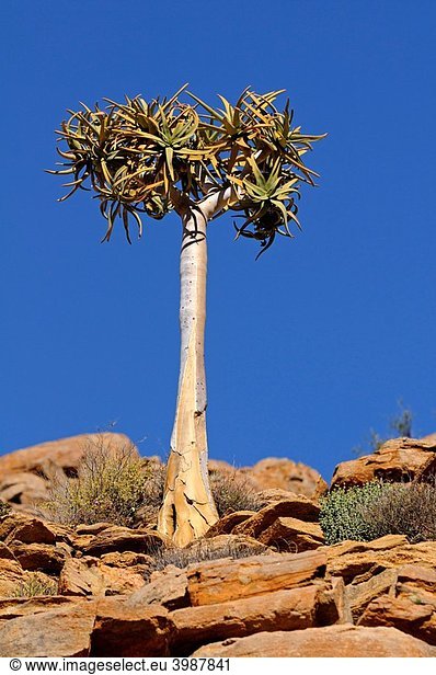 Bastard Quiver Tree  Aloe pillansii  Richtersveld  South Africa