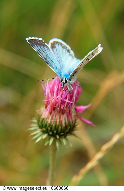 Baterfly (Plebejus argus L. ) in the Gran Paradiso National Park. Italy.