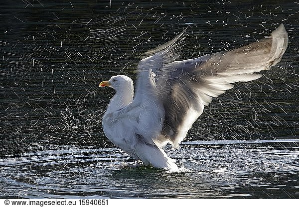Bathers European herring gull (Larus argentatus)  beats with wings  Norway  Europe