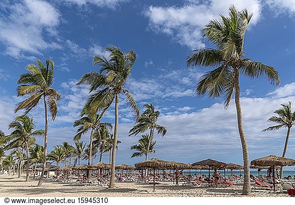Bathers on the beach with palm trees  parasols and beach chairs  Salalah Rotana Resort  Salalah  Oman  Asia
