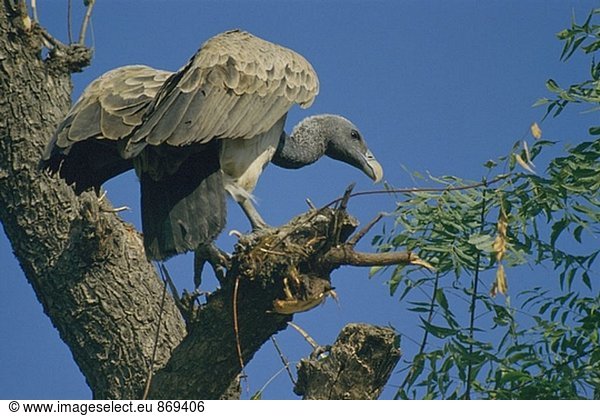 Baudins Vulture (Gyps Indicus)