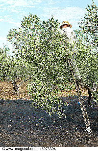 Bauer mit Strohhut auf einer Leiter  der Oliven aus der Baumkrone pflückt.