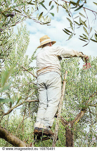Bauer mit Strohhut auf einer Leiter  der Oliven aus der Baumkrone pflückt.