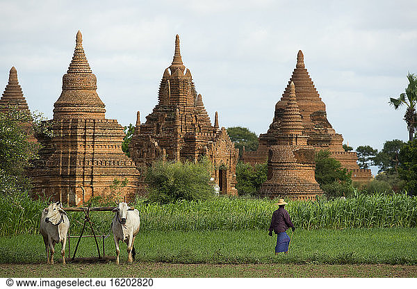 Bauer mit Vieh vor der Kulisse alter Pagoden  Bagan  Myanmar