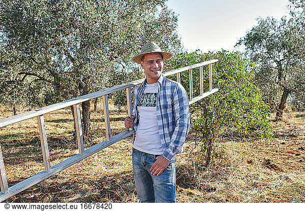 Bauer trägt die Leiter  um auf die Olivenbäume zu klettern