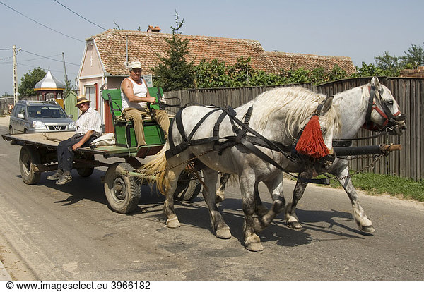 Bauern auf einem Pferdewagen  Sibiel  Transsilvanien  Rumänien