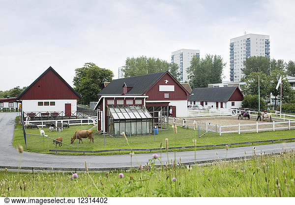 Bauernhof mit Kühen und Pferden