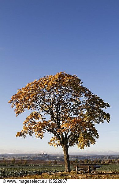 Baum,  Bänke und ein Kreuz,  im Herbst,  im Hintergrund die Veste Wachsenburg,  Wandersleben,  Thüringen,  Deutschland,  Europa
