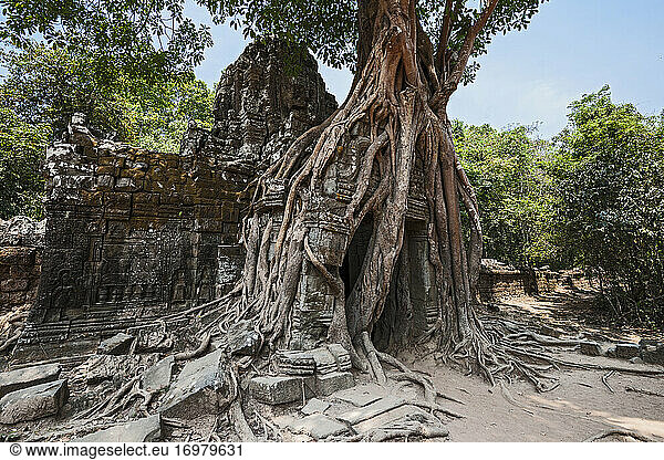 Baum,  der über einem Tor in den antiken Ruinen von Angkor Wat wächst