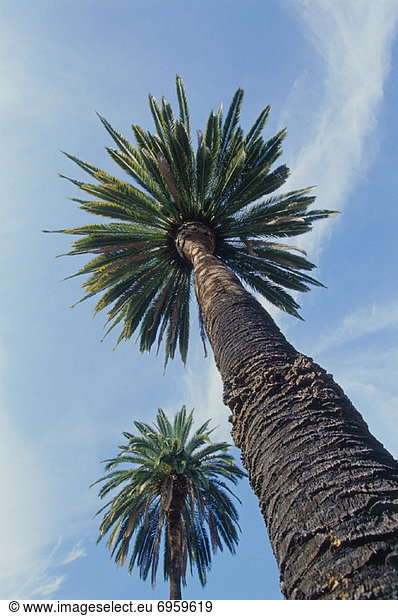 Baum , Himmel , blau