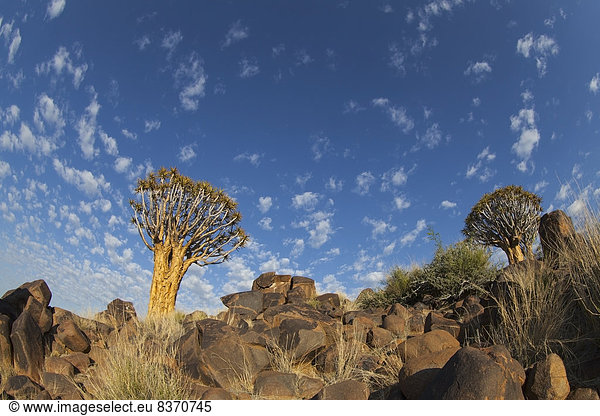 Baum , Namibia , Zirrokumulus