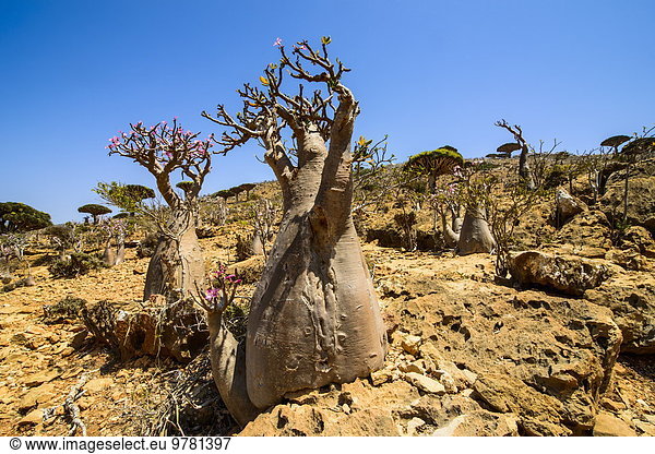 Baum, blühen, Naher Osten, UNESCO-Welterbe, Naturvolk, Flasche, Jemen