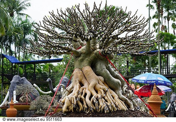 Baum, Dorf, Garten, Bonsaibaum, Thailand