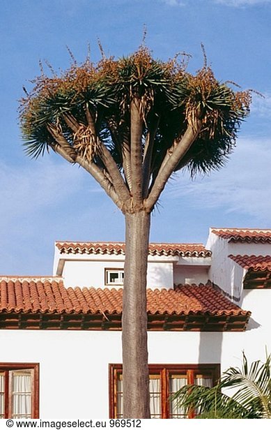 Baum, Kanaren, Kanarische Inseln, Drache, Spanien, Teneriffa