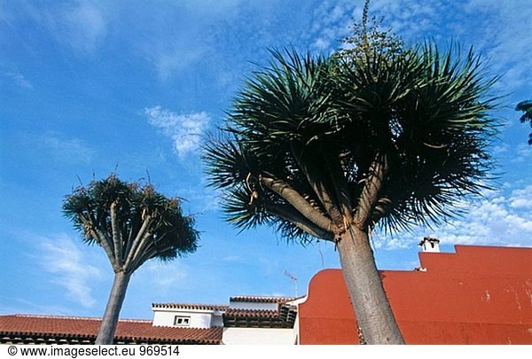 Baum, Kanaren, Kanarische Inseln, Drache, Spanien, Teneriffa