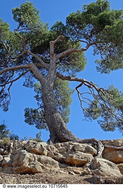 Baum, Katalonien, Spanien