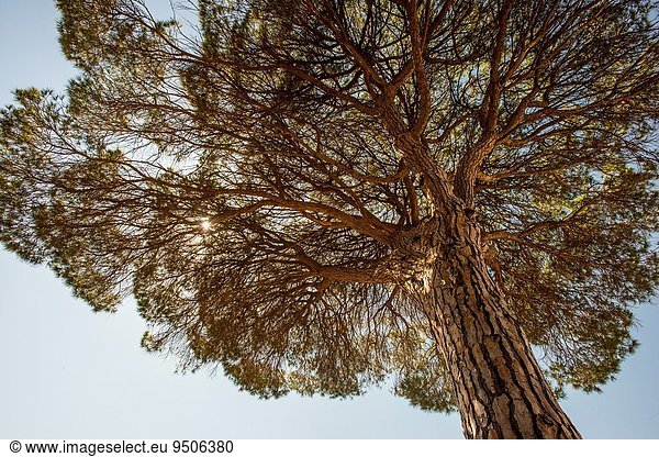 Baum, Spanien