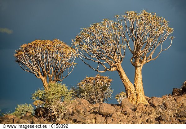 Baum, Wald, Spielplatz, Namibia, Keetmanshoop