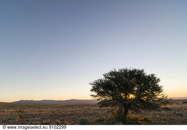 Baum  Abendstimmung  Bankberg-Massiv  Mountain-Zebra-Nationalpark  Ostkap  Südafrika