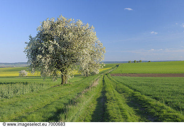 Baum  Agrarland  Kirsche  blühen  Bayern  Franken  Deutschland