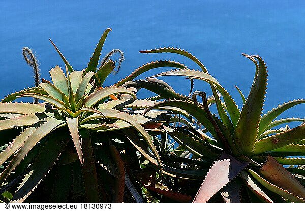 Baum-Aloe (Aloe arborescens)  Madeira  Portugal  Europa