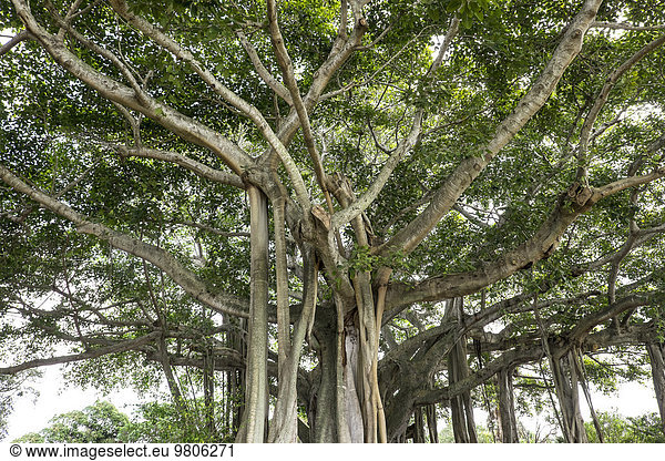 Baum Ansicht
