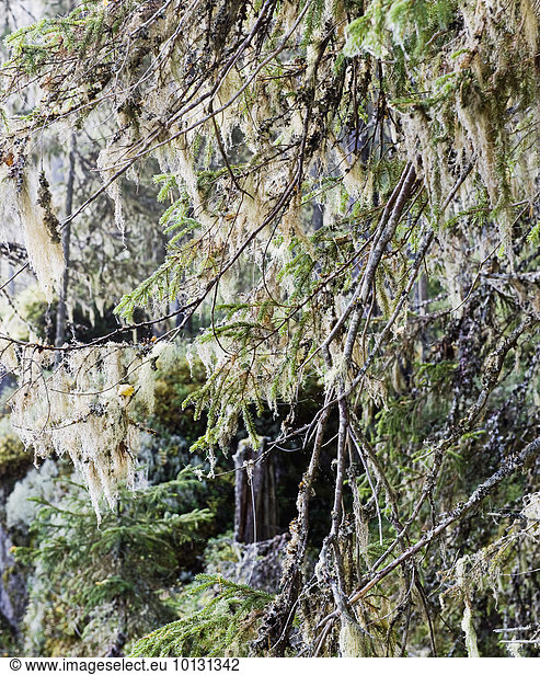 Baum Ast Kiefer Pinus sylvestris Kiefern Föhren Pinie