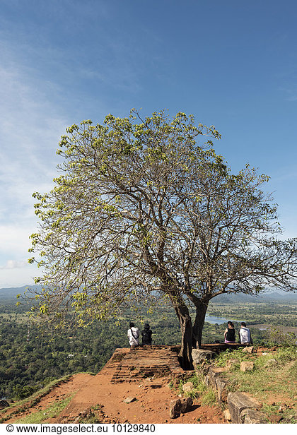 Baum auf dem Sigiriya,  Lion Rock oder Löwenfelsen,  Sri Lanka,  Asien