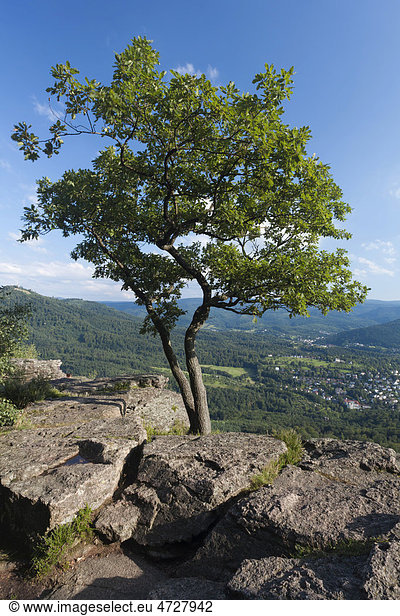 Baum auf den Battertfelsen über Baden Baden Baden-Württemberg Deutschland Europa