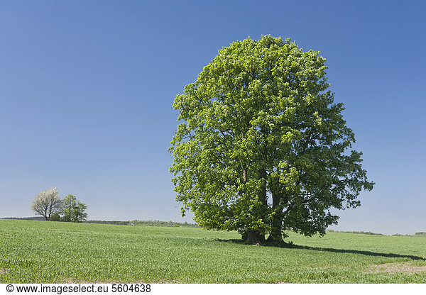 Baum auf einem Feld  Ahorn (Acer) in Blüte  Glashütte  Sachsen  Deutschland  Europa