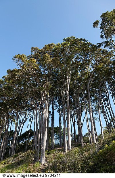 Baum Australien Eukalyptus neu South Wales
