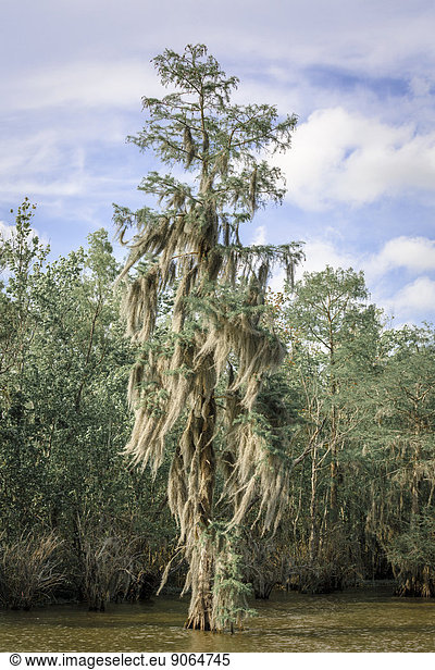 Baum behangen mit Spanischem Moos oder Louisianamoos (Tillandsia usneoides) steht im Wasser Sumpfland Louisiana USA