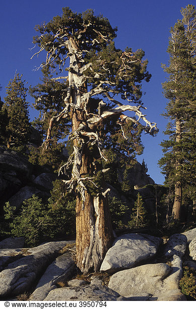 Baum bei Porcupine Flat  Yosemite Nationalpark  Kalifornien  Amerika  USA