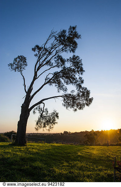 Baum bei Sonnenuntergang  Mount Gambier  Victoria  Australien