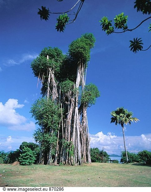 Baum. Über die Insel Mahé. Seychellen