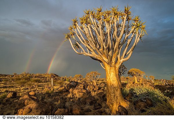 Baum über Wald Spielplatz Regenbogen Namibia Keetmanshoop