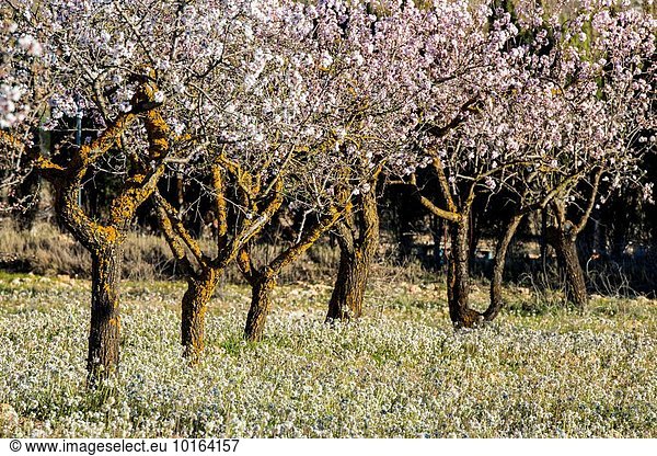 Baum blühen Mandel Spanien