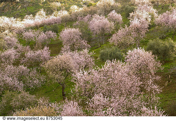 Baum  Blüte  Mandel  Andalusien  Spanien