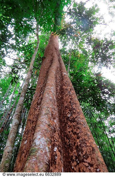 Baum Close-up Garten schießen Botanik Bambus Malaysia Sarawak