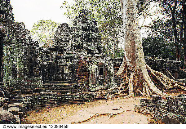 Baum  der im Angkor Wat-Tempel wächst