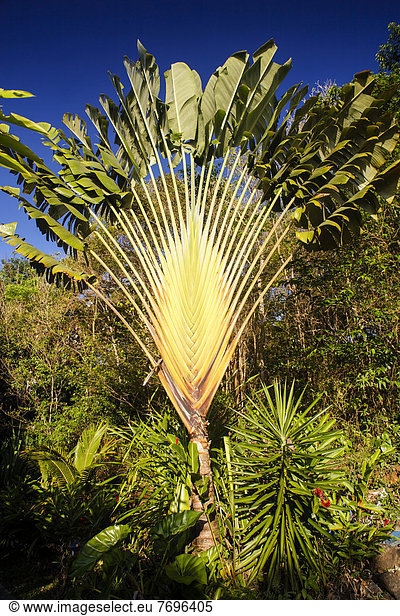 Baum der Reisenden (Ravenala madagascariensis)  Guadeloupe  Kleine Antillen  Karibik