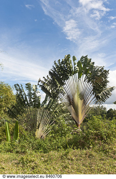 Baum der Reisenden (Ravenala madagascariensis) in natürlichem Habitat  bei Manakara  Madagaskar