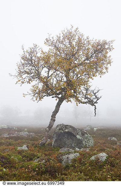 Baum  Dunst  Feld  Herbst  Schweden
