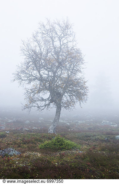 Baum  Dunst  Feld  Herbst  Schweden