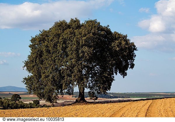 Baum Eiche Andalusien Malaga Spanien