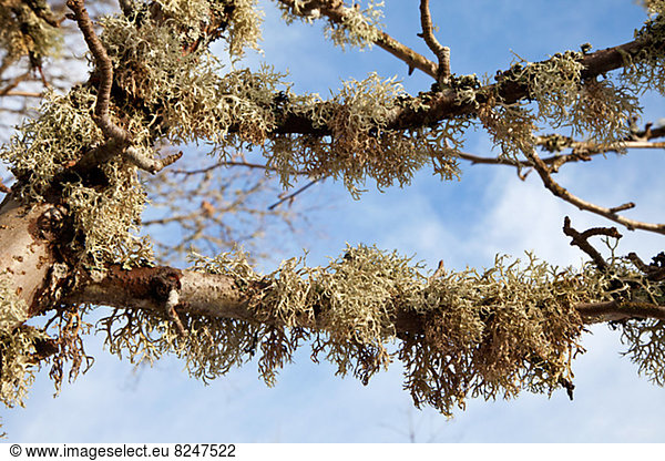 Baum Eiche Moos