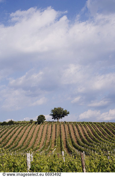 Baum  Einsamkeit  Weinberg