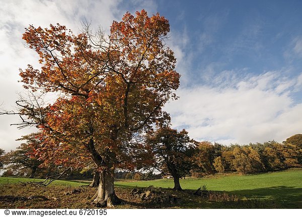 Baum  England  Northumberland
